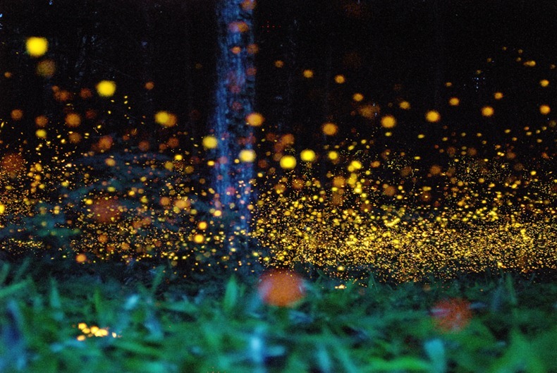 gold-fireflies-2[2]